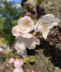 近所の桜