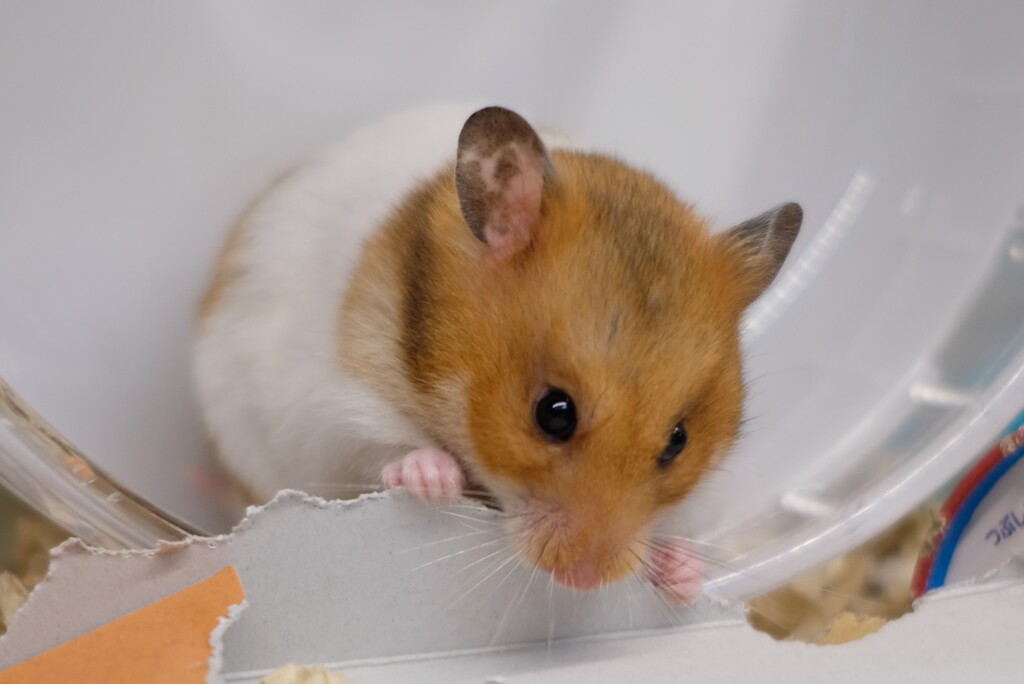 ハムスター　たまらんでち