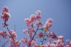 松田山の河津桜