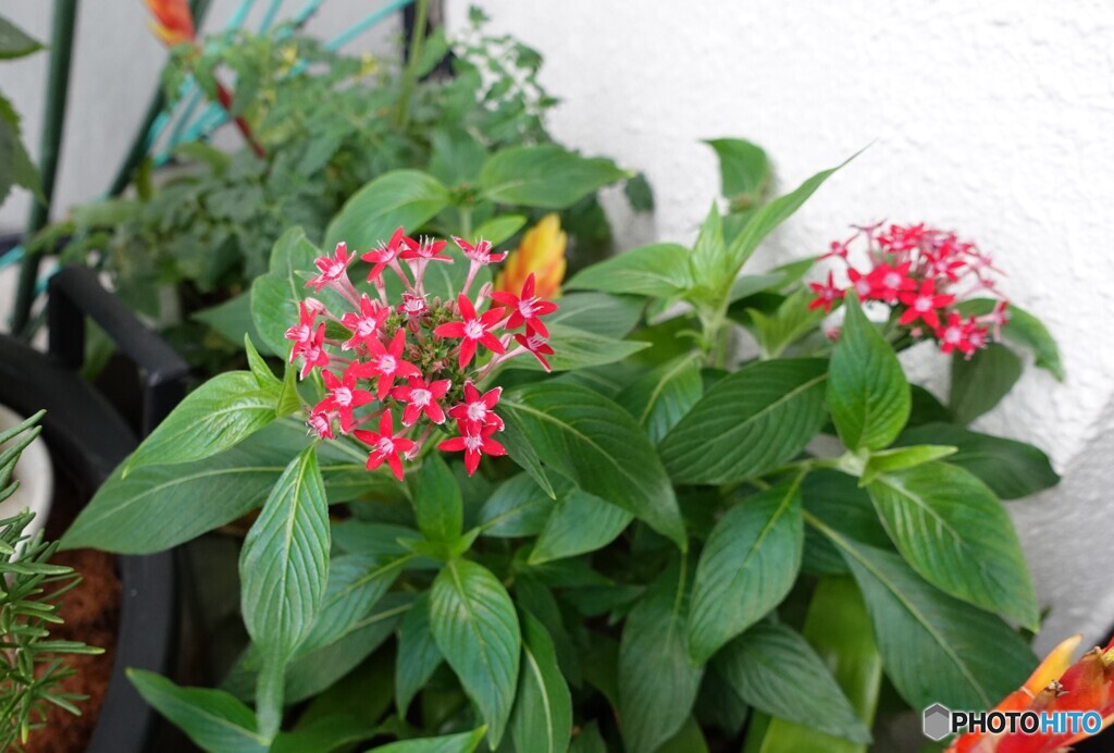 花咲いた　ZV-1で撮ってみた