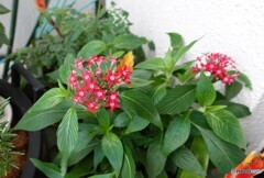 花咲いた　ZV-1で撮ってみた