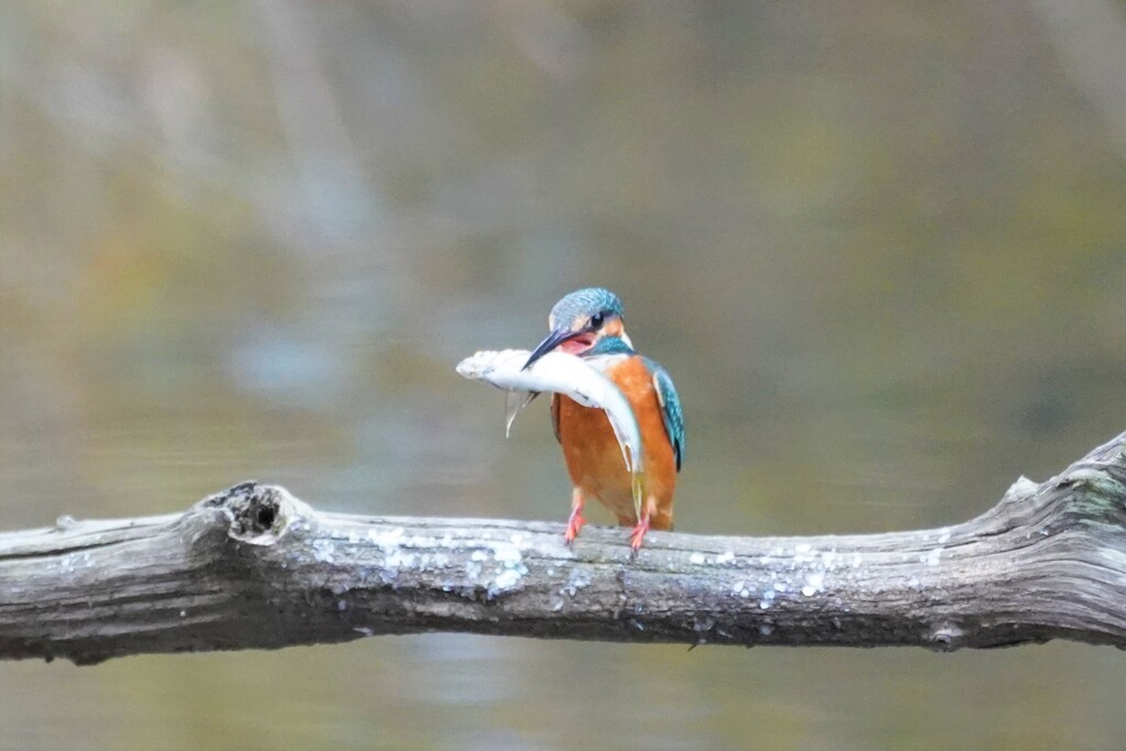 カワセミ