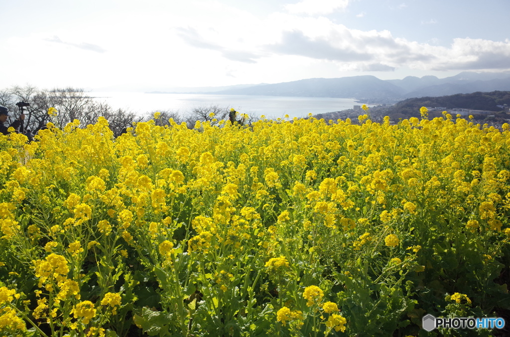 吾妻山　君のなの花