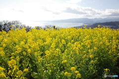 吾妻山　君のなの花
