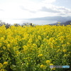 吾妻山　君のなの花
