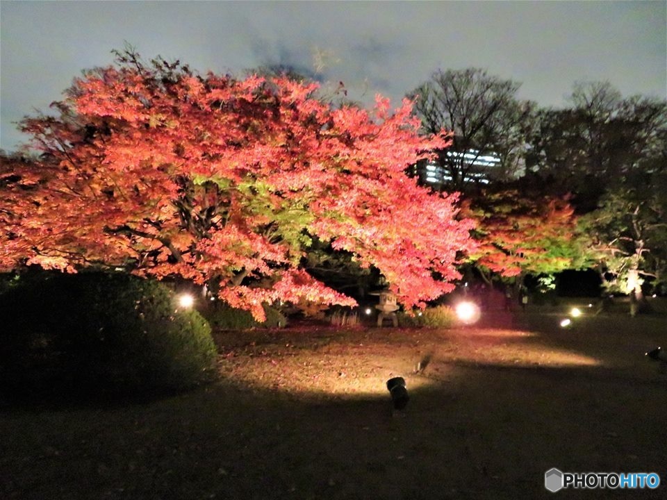 六義園ラウトアップ