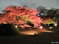 六義園ラウトアップ
