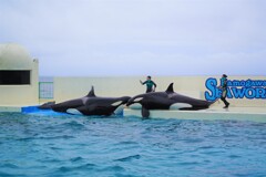 シャチのチュー