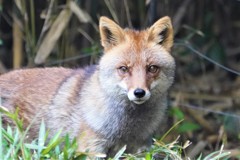 狐　動物の瞳AFが効いた