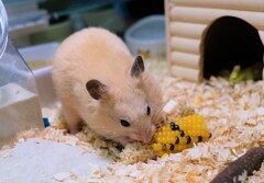 「DJコーン美味しい」って言ってます