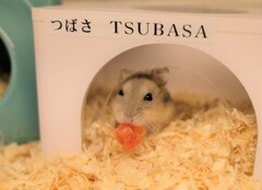 ドライフルーツ最高でち