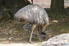 エミューもあかんぼう
