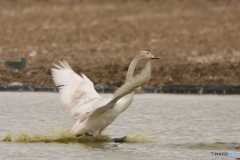 白鳥　白鳥の郷