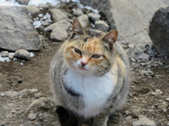 金時山のにゃんこ３