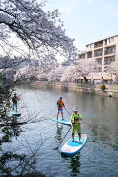 大岡川の桜