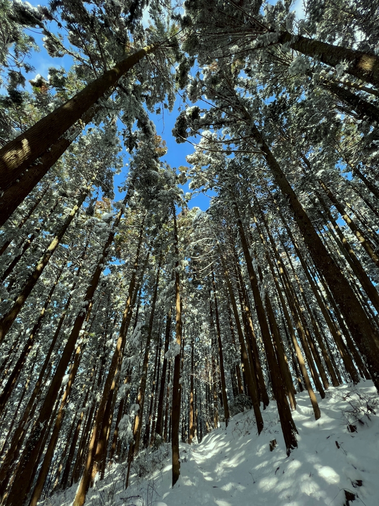 雪のはやし