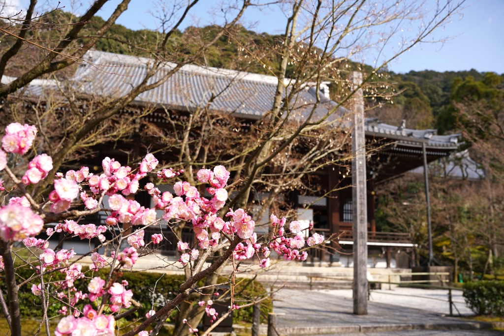 さくら　京都