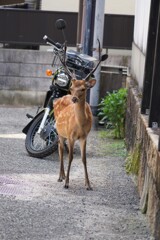 見つかっちゃた
