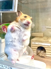 ハムちゃん