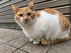 今日は雨だにゃ 最近どう？