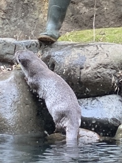 カワウソの上陸