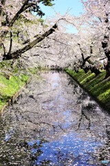 弘前城の花いかだ　2019
