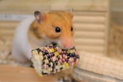 ボーナスもらった