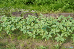 ヒマワリはこれからかな？