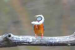 元気だな～　カワセミ