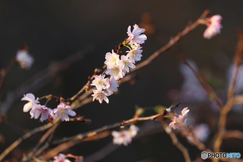 寒桜