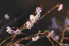 寒桜