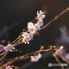 寒桜