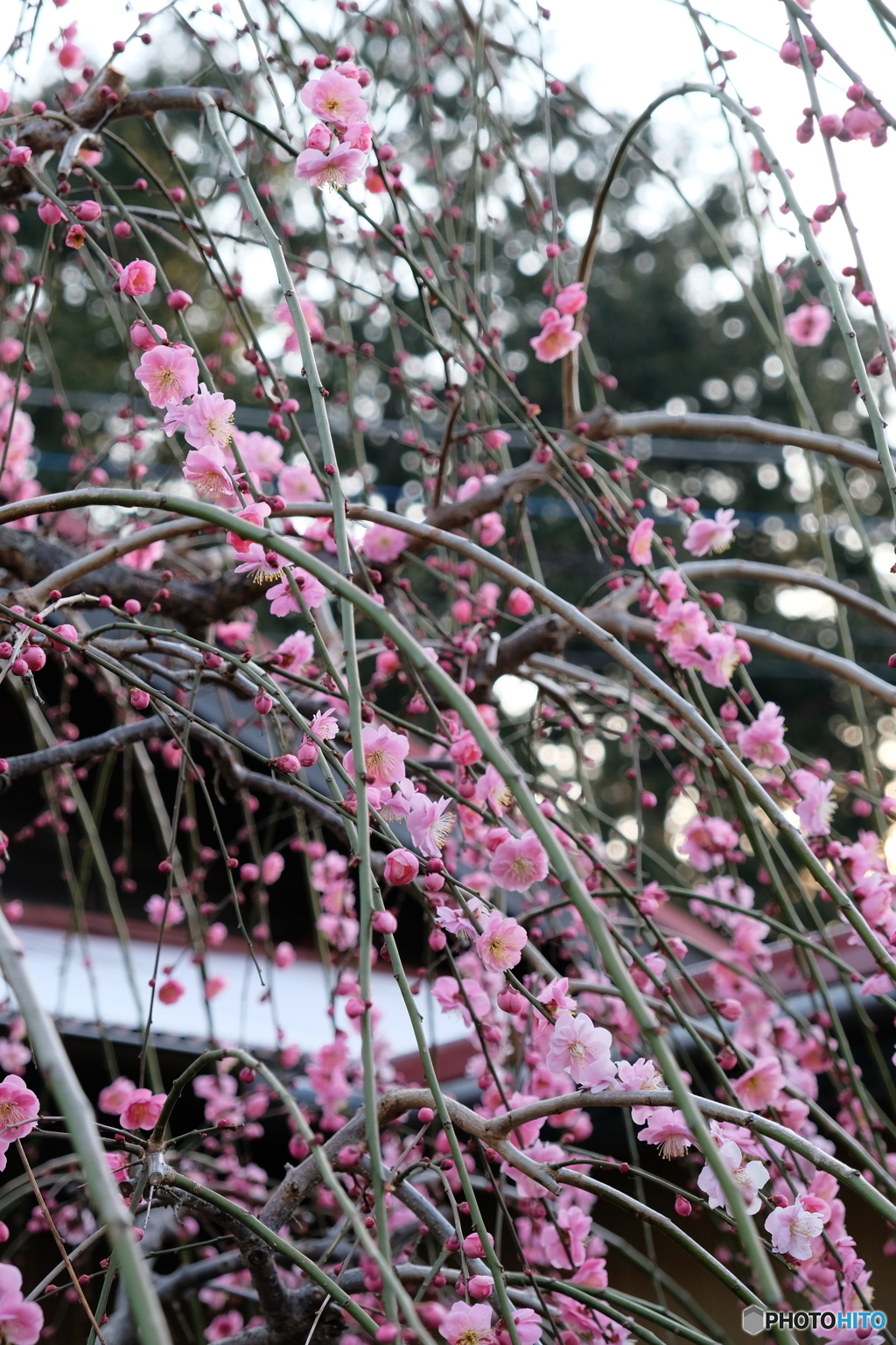 西平畑公園