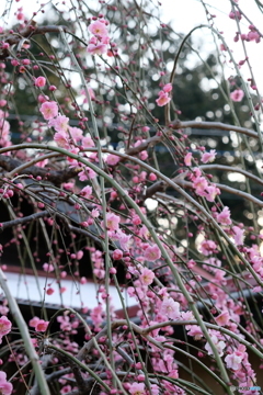 西平畑公園