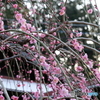 西平畑公園