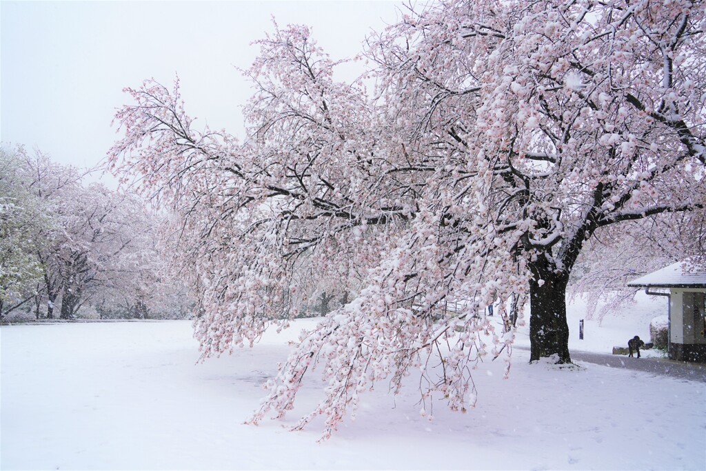 春なのか冬なのか桜なのか？？