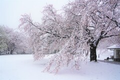春なのか冬なのか桜なのか？？