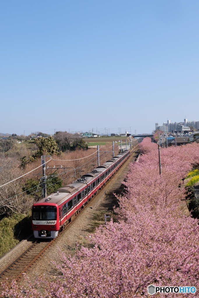 三浦　河津桜　2018