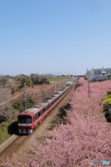 三浦　河津桜　2018