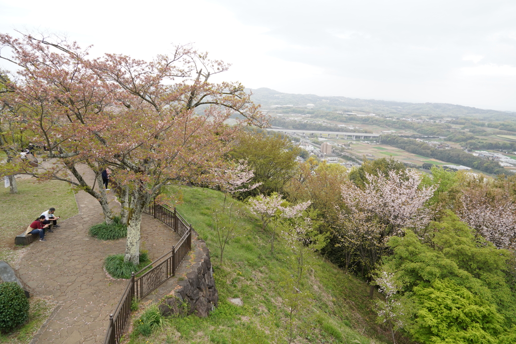 葉桜でがっかりだな。。スマホでもみるかな～