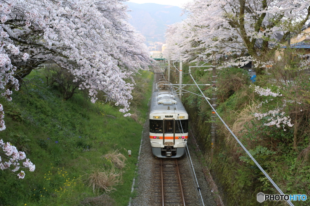 山北　さくら