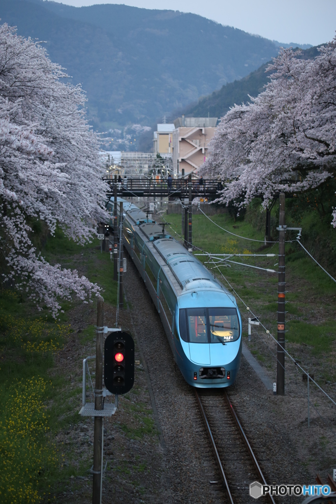 山北　さくら