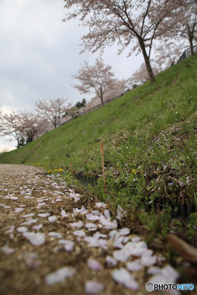 新倉山浅間公園　サクラ　