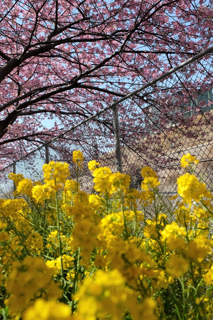 桜祭り