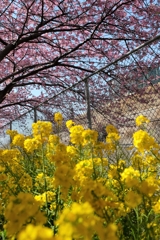 桜祭り