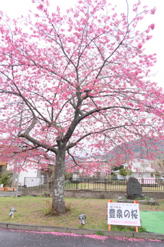 河津にて