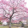 河津にて