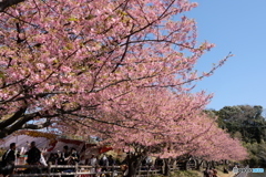 三浦　河津桜　2018
