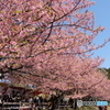 三浦　河津桜　2018