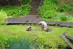 クマったもんだ